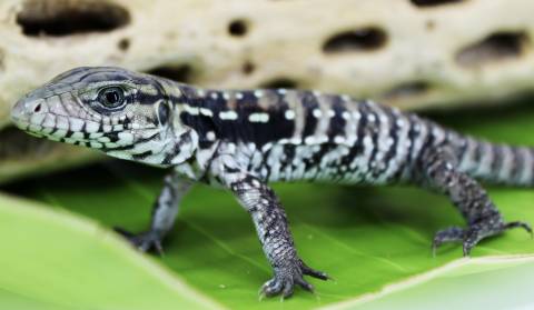 Baby Silver Flame Tegus