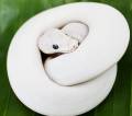Baby Female White Diamond Super Russo Ball Pythons