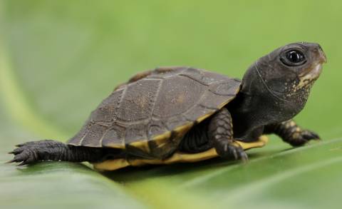 Baby Eastern Box Turtles
