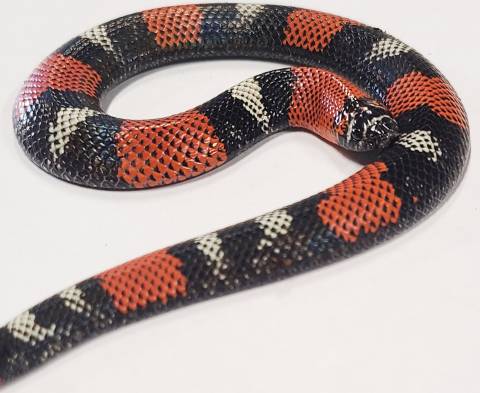 Baby Female Tri Colored Hognose Snakes