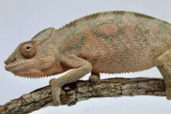 Sub Adult Female Ambilobe Panther Chameleons