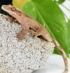 Baby Patternless Crested Geckos
