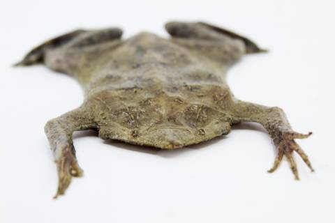 Medium Pipa Pipa Toads