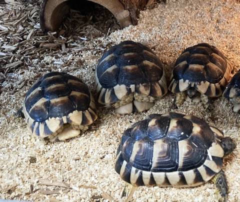 Medium Marginated Tortoises