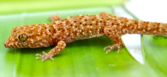 Bynoe's Geckos