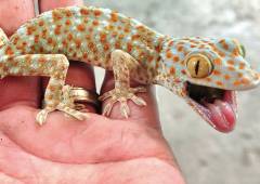 Baby Fire Orange Tokay Geckos