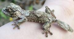 Baby Mossy Leaf Tailed Geckos