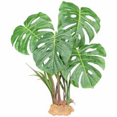 Komodo Monstera Leaf Plant