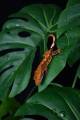 Komodo Monstera Leaf Plant
