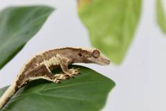 Lily White Crested Geckos