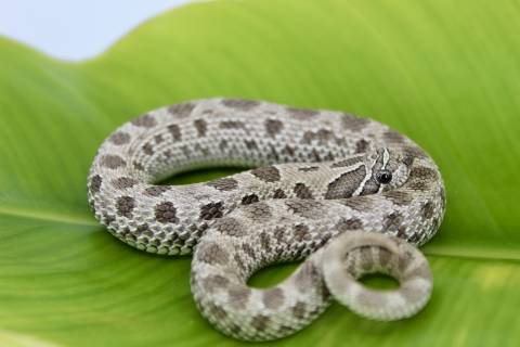 Baby Axanthic Anaconda Western Hognose Snakes