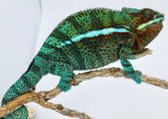 Adult Male Ambanja Panther Chameleons