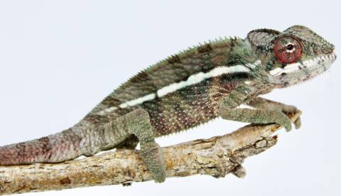 Medium Male Ankaramy Panther Chameleons
