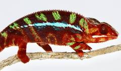 Adult Male Ambilobe Panther Chameleons