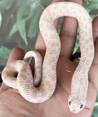 Adult Snow Western Hognose Snakes