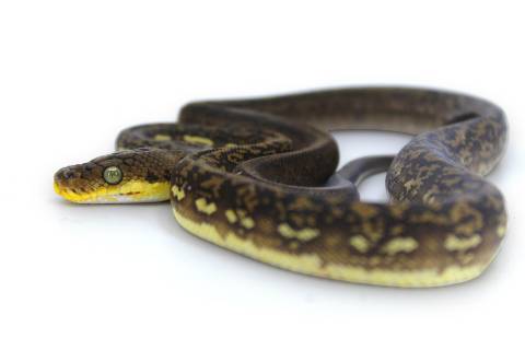 Timor Python Female