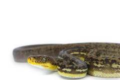 Timor Python Male