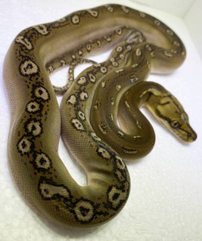 Baby Sunfire Motley Reticulated Pythons