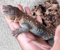 Male Ocellated Uromastyx