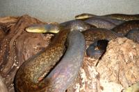 Large Macklotts Pythons