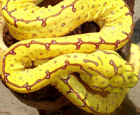 Baby Yellow Jayapura Green Tree Pythons