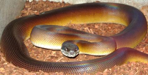 Sub Adult White Lipped Pythons