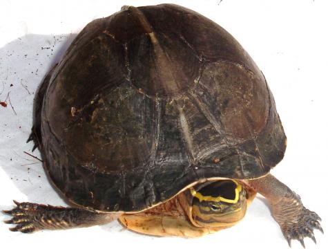 Indonesian Box Turtles