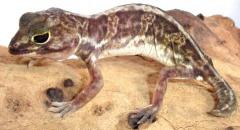 African Clawed Geckos