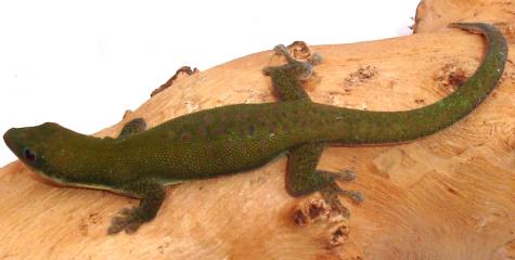 Green Day Geckos