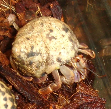Small Native Hermit Crabs