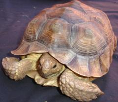 Large Sulcata Tortoises
