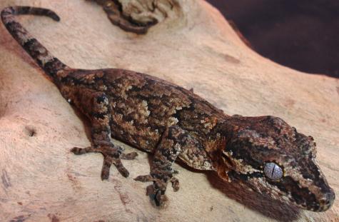 Sub Adult Gargoyle Geckos w/minor nip tail