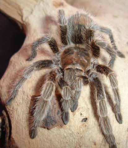 Rose Hair Tarantulas for sale