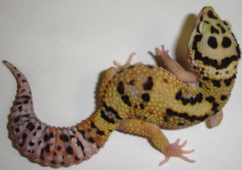 Adult Female Jungle High Yellow Leopard Geckos