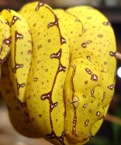Baby Yellow Misol Green Tree Pythons