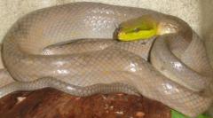 Grey Red Tailed Ratsnakes