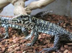 Baby Colombian Black & White Tegus