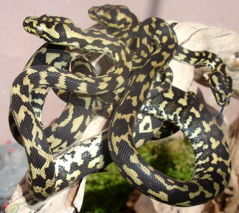 Small Jungle Carpet Pythons