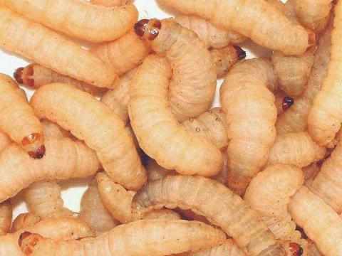 Vita-Bug Waxworms shipped WITH Crickets