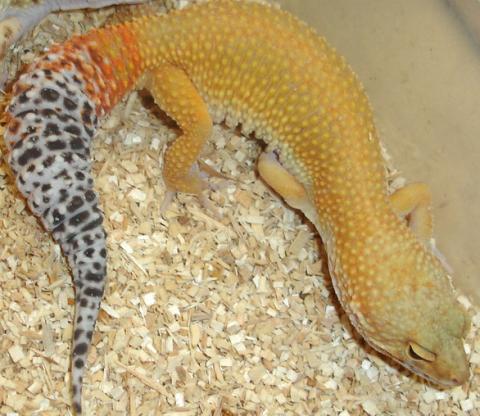 Medium Super Hypo Tangerine Carrot Tail Leopard Geckos