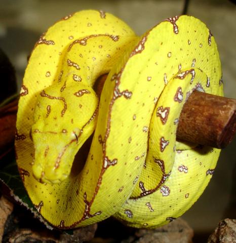 Baby Yellow Aru Green Tree Pythons