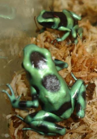 Costa Rican Green & Black Auratus Arrow Frogs