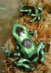 Costa Rican Green & Black Auratus Arrow Frogs