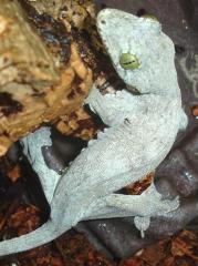 Halmahera Geckos