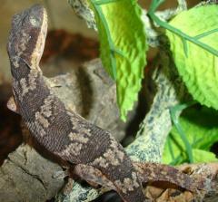 Tanzanian Velvet Geckos