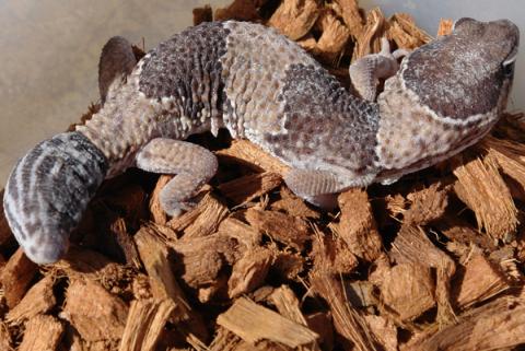 Sub Adult African Fat Tailed Geckos w/regrown tails