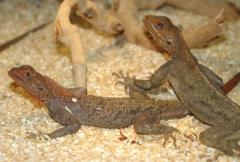Red Headed Agamas
