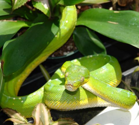 Sub Adult Jayapura Green Tree Pythons