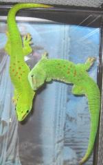 Medium Madagascar Giant Day Geckos