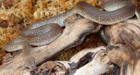 Adult Granite Spotted Pythons